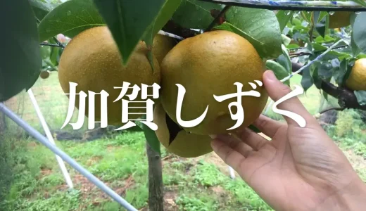 【加賀しずく】石川県が16年かけ開発した大玉の新品種梨。6年目に突入し初競りは過去最高値！大きいけどきめ細かくてジューシー