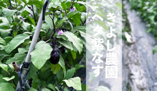 【きよし農園】加賀野菜「ヘタ紫なす」が最盛期を迎えています。名店ご指名の珠玉食材！
